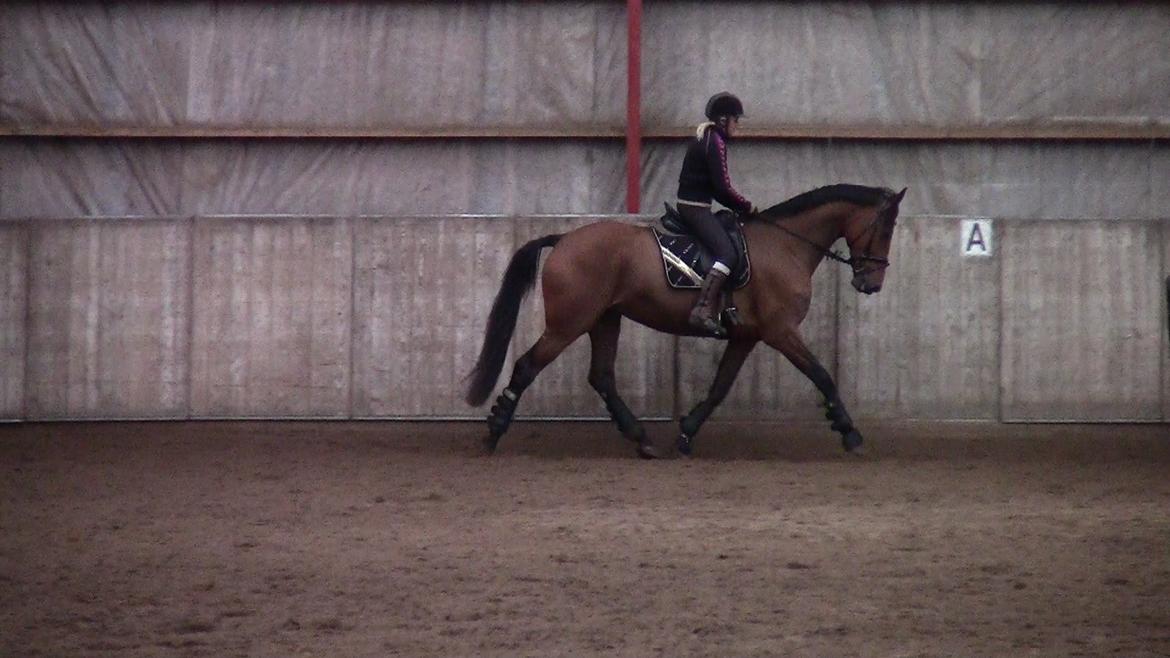 Dansk Varmblod Stengårds Laktose - Kursus ved Silje Bakken, april 2013 billede 6