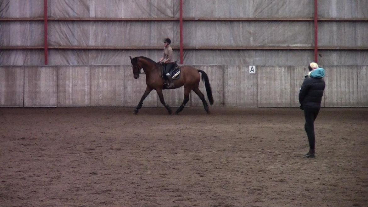 Dansk Varmblod Stengårds Laktose - Kursus ved Silje Bakken, april 2013 billede 12