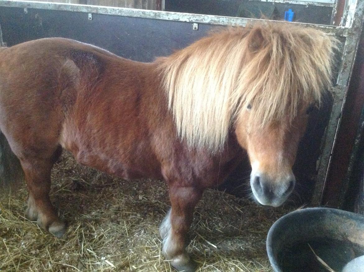 Shetlænder Simba. <3 - Når jeg kommer ved du at du skal ud og græsse og hygge! billede 2