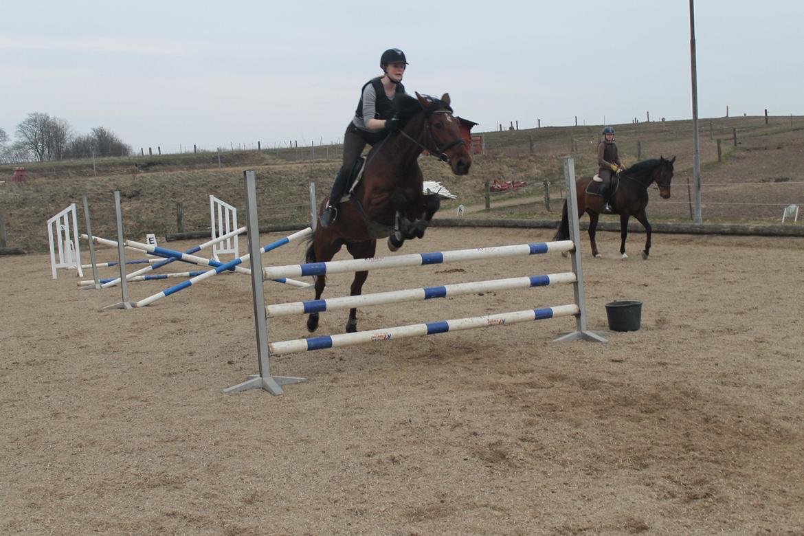 Anden særlig race Gavnbogaards Sofia - gym træning  billede 15