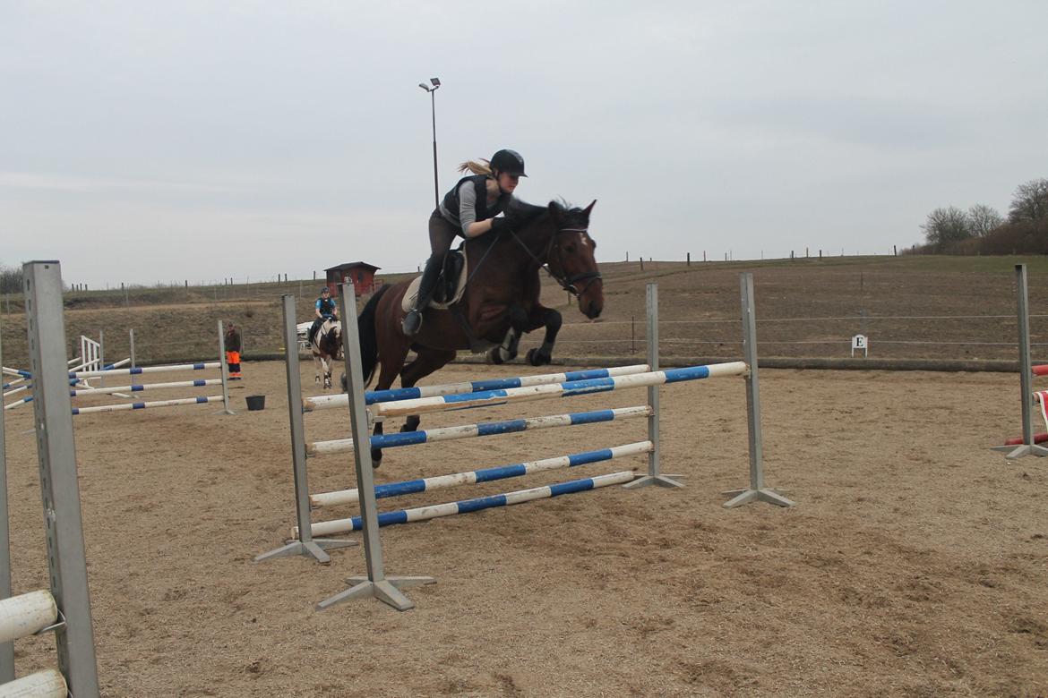 Anden særlig race Gavnbogaards Sofia billede 16