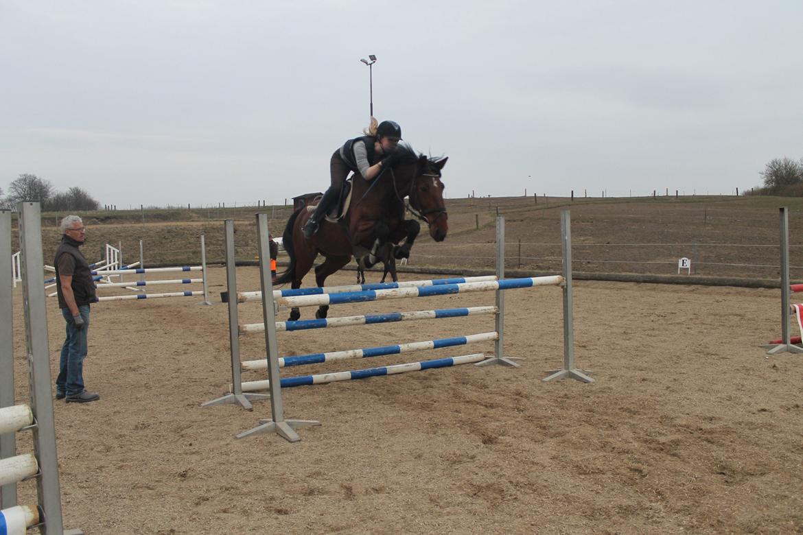 Anden særlig race Gavnbogaards Sofia - undervisning hos lorenz linnet  billede 1