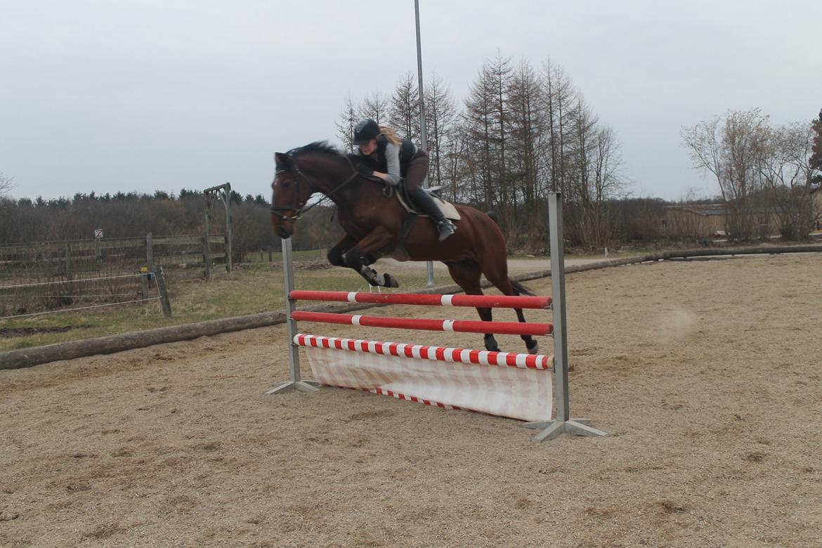 Anden særlig race Gavnbogaards Sofia - vi er to men svæver som en billede 18