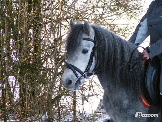 Dartmoor Mannerup's Pandora billede 13