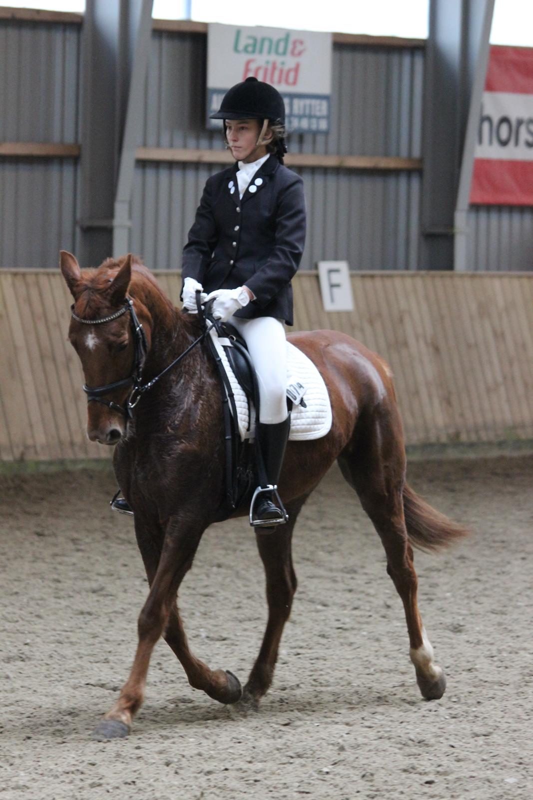 Hollandsk Sportspony Cleopatra O - Clipsen - SDR - 1.plads! billede 5