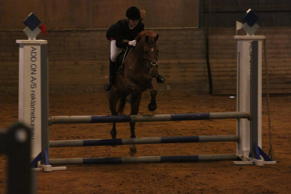 Hollandsk Sportspony Cleopatra O - C-stævne i Billund LB* billede 6