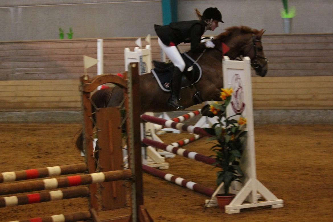 Hollandsk Sportspony Cleopatra O - Stjerne Clipsen! billede 7