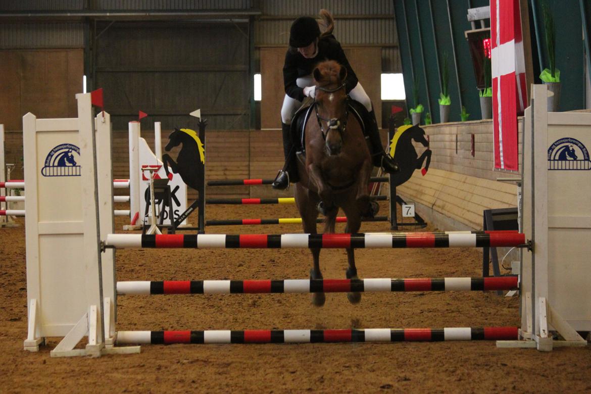 Hollandsk Sportspony Cleopatra O - LB** billede 8