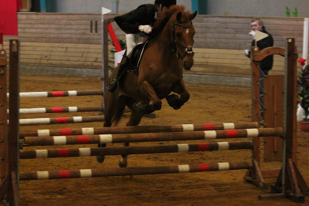 Hollandsk Sportspony Cleopatra O - Dejlige Clips! billede 4