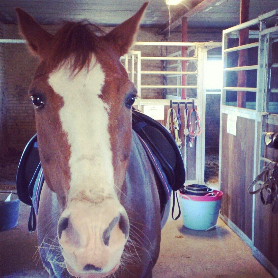 New Forest Tosca  - Sådan sadler vi altså af! :D billede 14