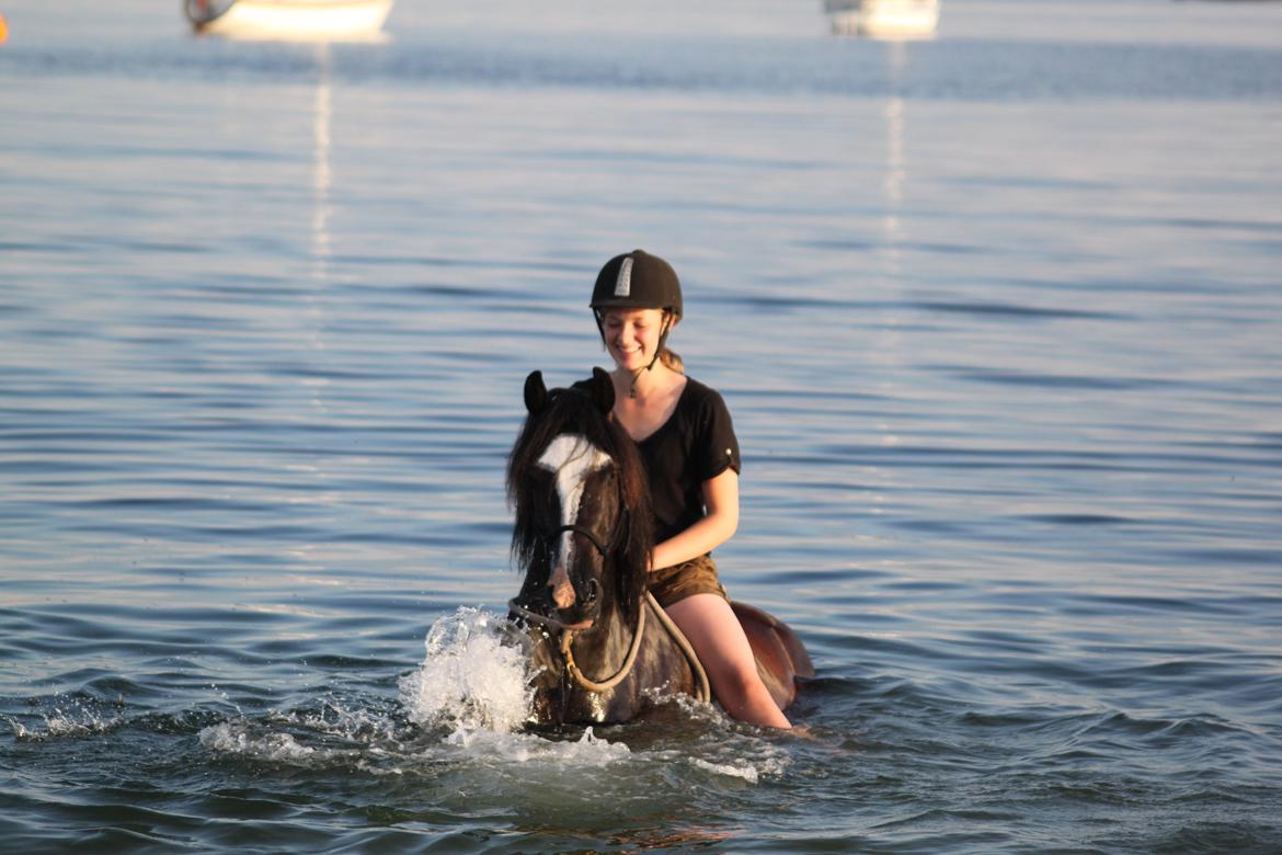 Welsh Cob (sec D) Fronerthig Black Rebel - En fantastisk sommer på Paradisgården 2012. billede 9