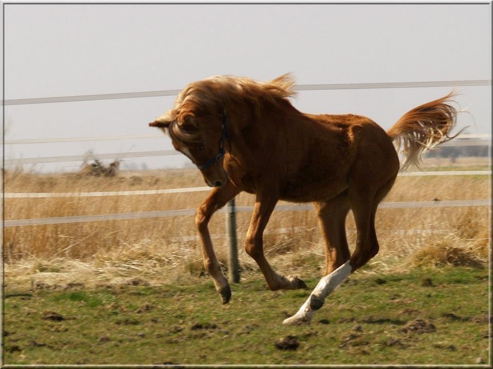 Arabisk fuldblod (OX) Fahkour Amir el Azraff - 10 ½ måned - Nyder foråret <3 billede 2