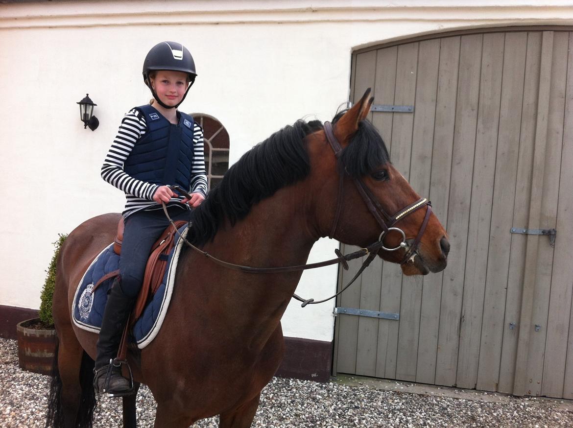 Connemara Hesteklewas Cadot ( B pony) billede 10