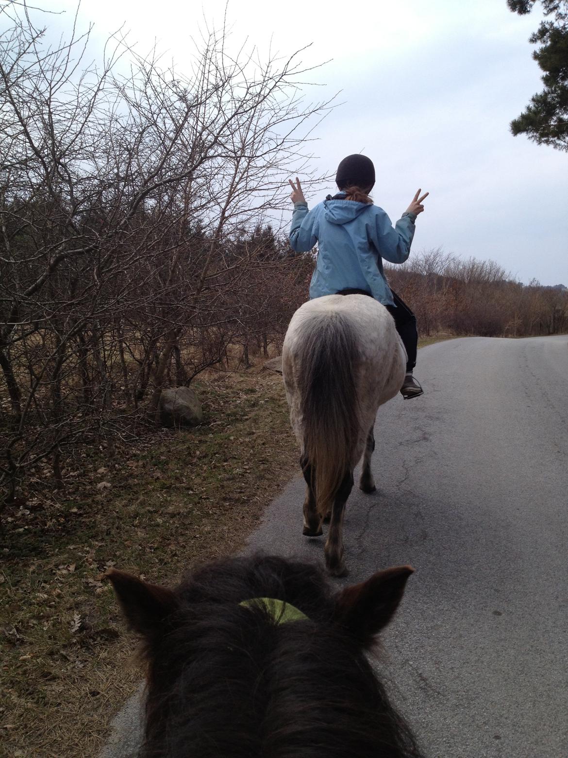 Islænder Ofeig billede 17