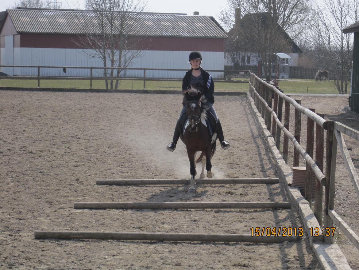 Anden særlig race Ameysing <3 - Første bom arbejde sammen:)<3 billede 11