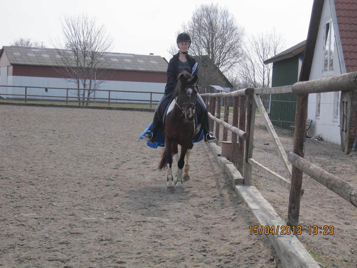 Anden særlig race Ameysing <3 billede 12