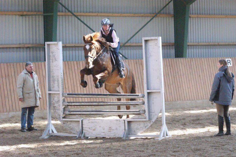 Dansk Varmblod Stald Kelon's Cayenne billede 3