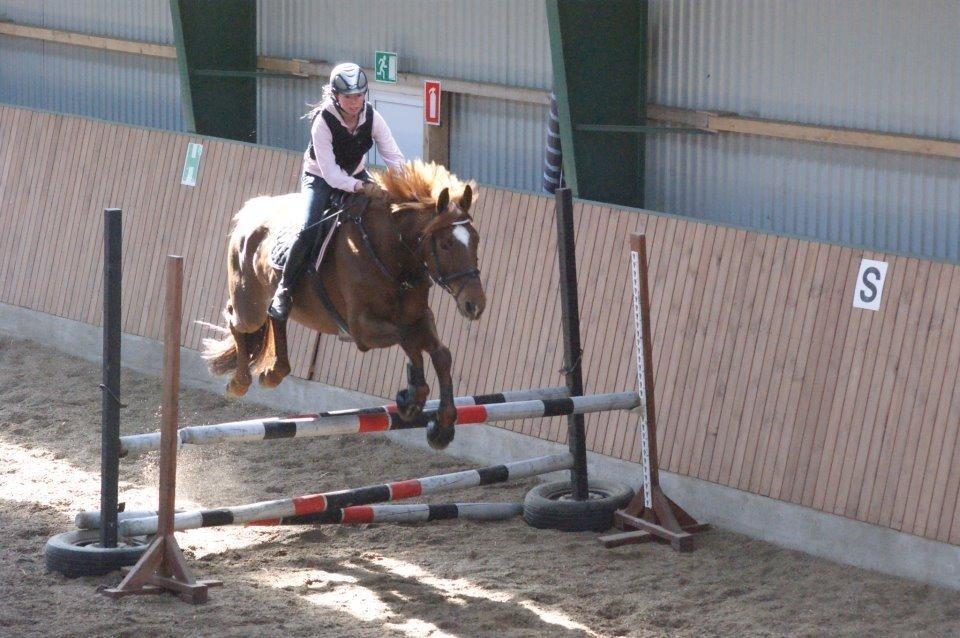 Dansk Varmblod Stald Kelon's Cayenne billede 5