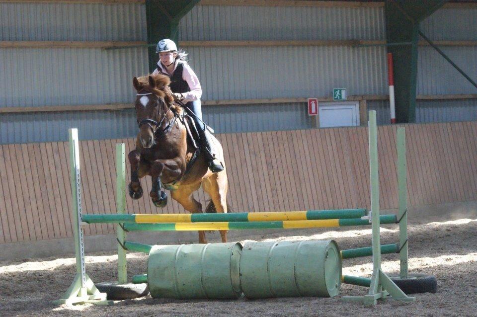 Dansk Varmblod Stald Kelon's Cayenne billede 6