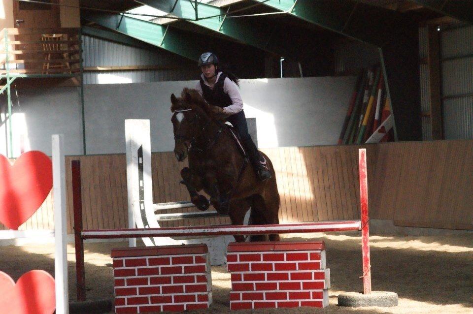 Dansk Varmblod Stald Kelon's Cayenne billede 7