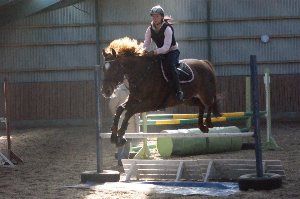 Dansk Varmblod Stald Kelon's Cayenne billede 8