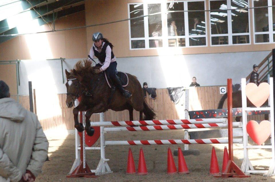Dansk Varmblod Stald Kelon's Cayenne billede 10