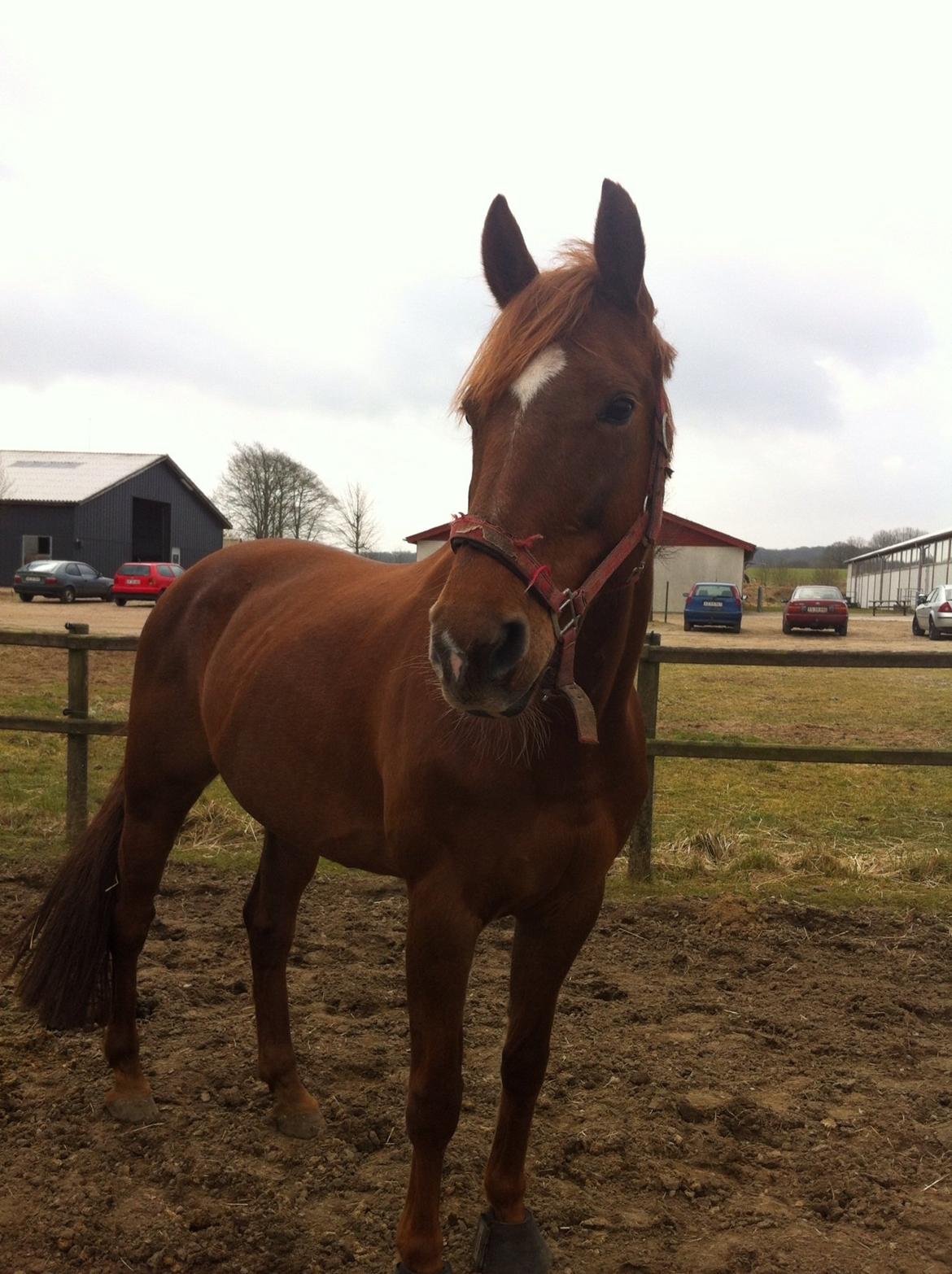 Dansk Varmblod Stald Kelon's Cayenne billede 11