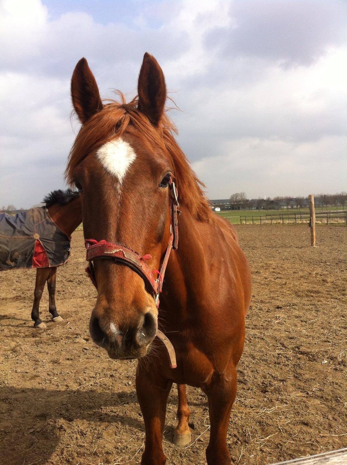 Dansk Varmblod Stald Kelon's Cayenne billede 12