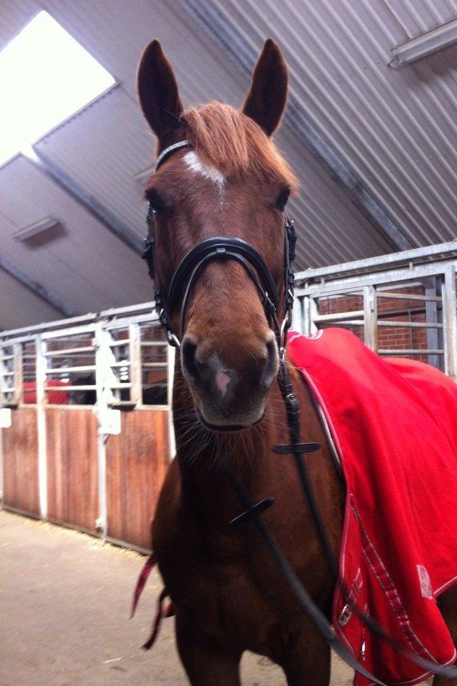 Dansk Varmblod Stald Kelon's Cayenne billede 13