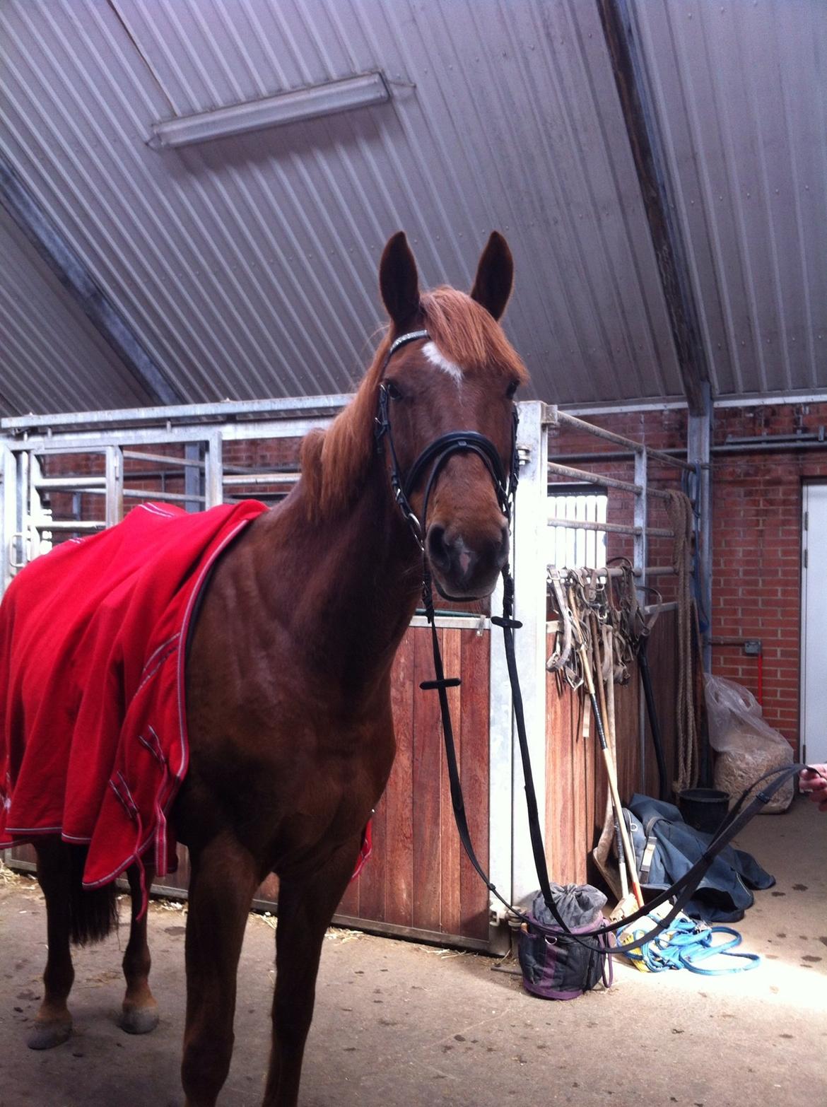 Dansk Varmblod Stald Kelon's Cayenne billede 14