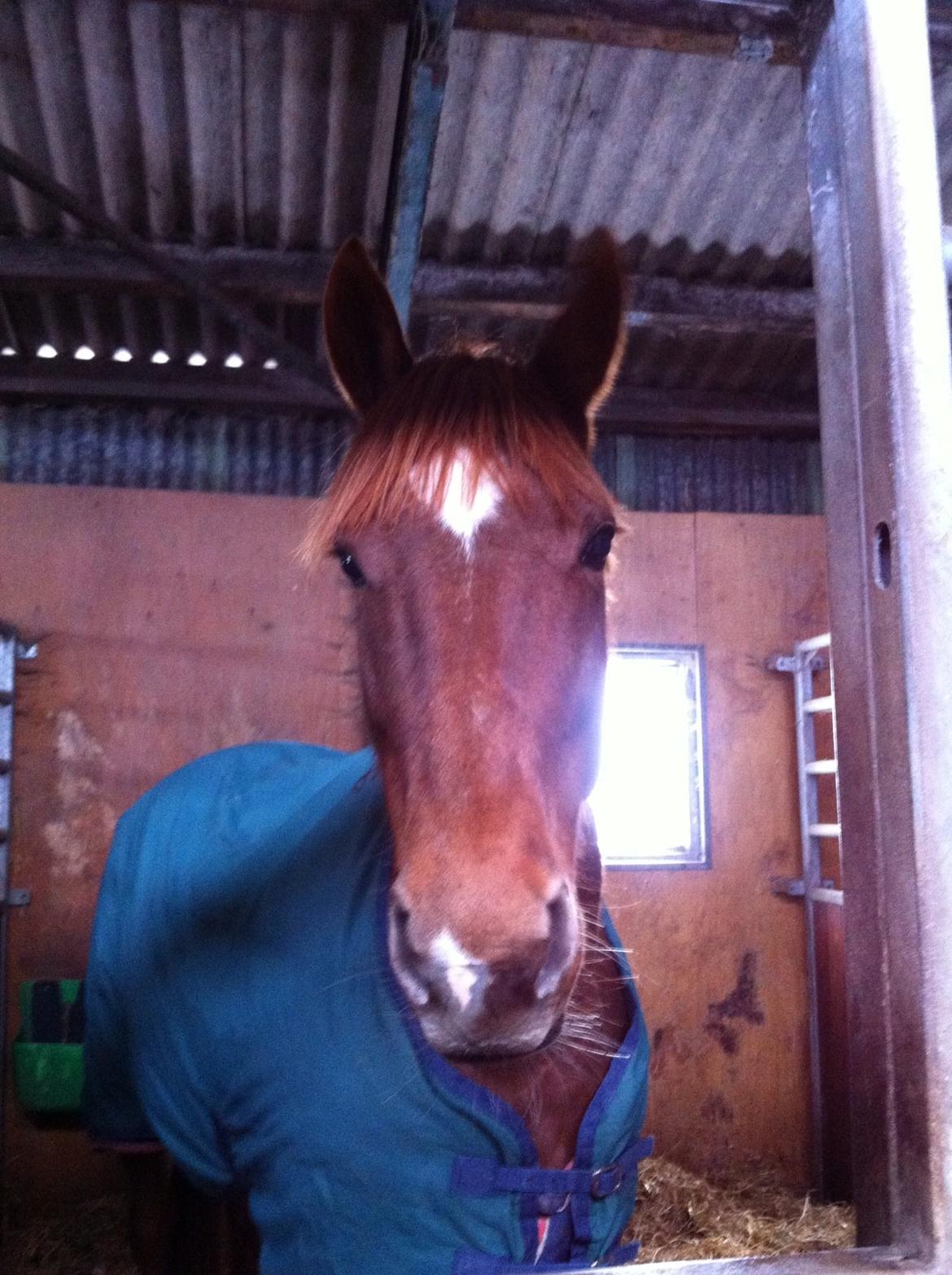 Dansk Varmblod Stald Kelon's Cayenne billede 15