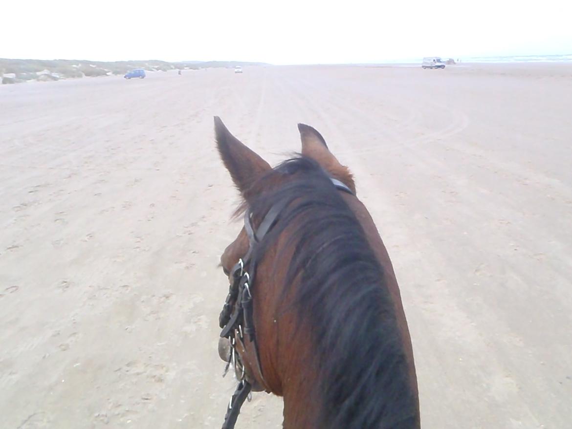 New Forest Otto - Distanceridning billede 13