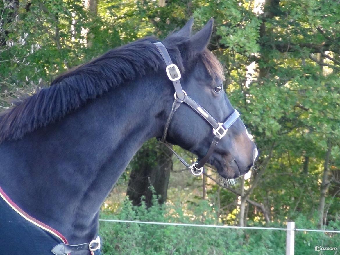 Oldenborg Another One 2 [Dundee<3] - Smukke billede 2