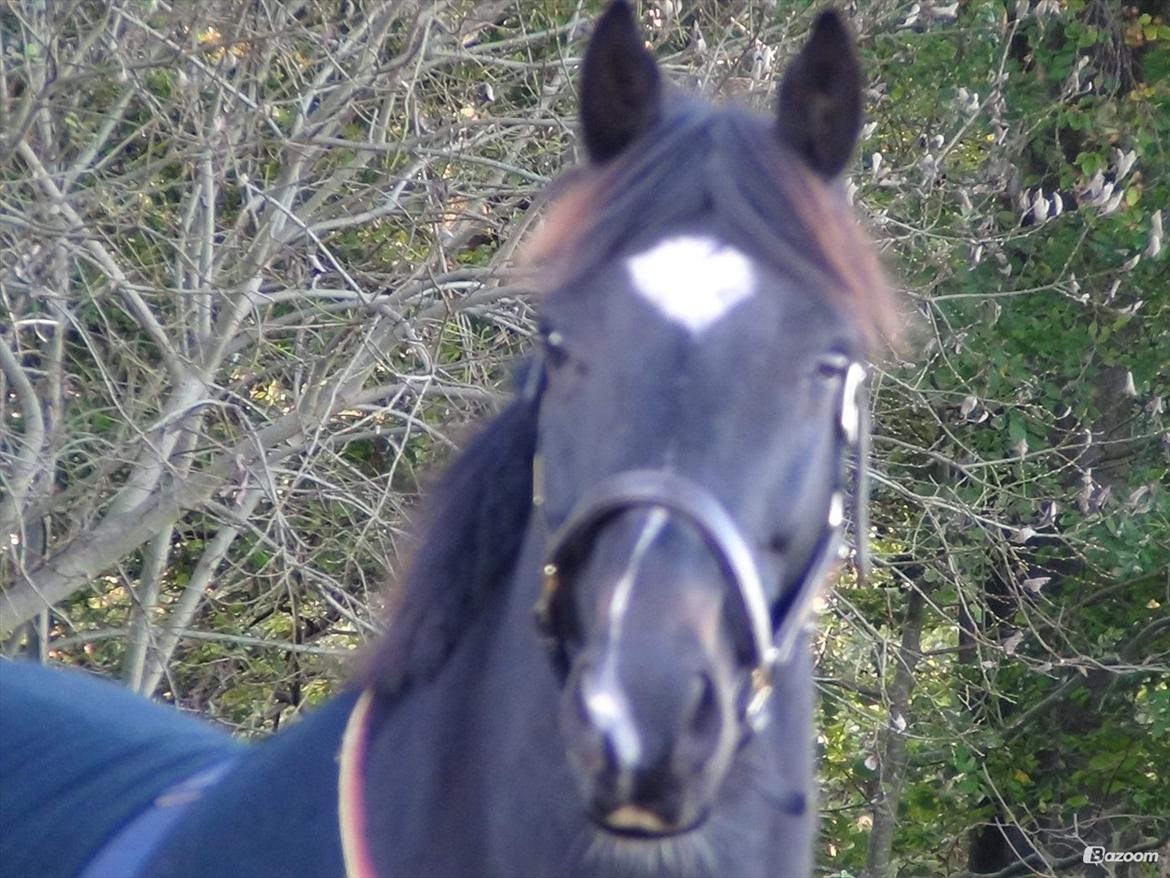 Oldenborg Another One 2 [Dundee<3] - MøZz..:-* billede 6