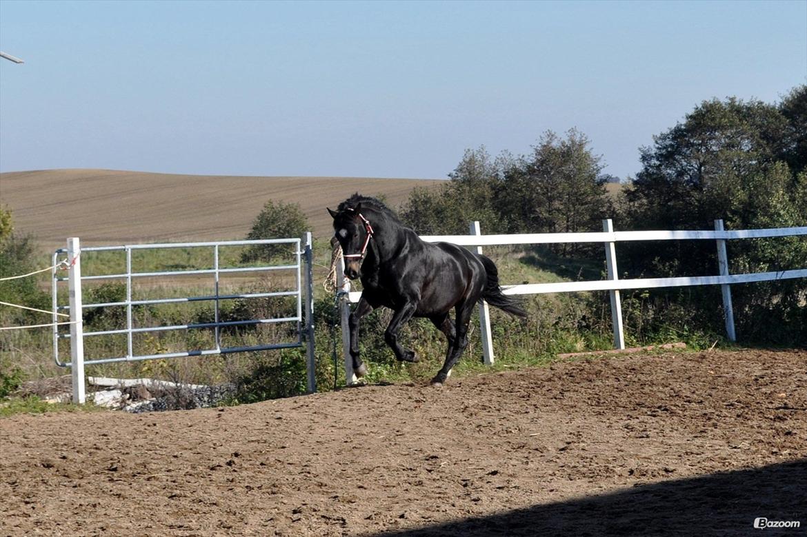 Oldenborg Another One 2 [Dundee<3] - Gas gas gaaaaaas!!!<3<3 billede 8