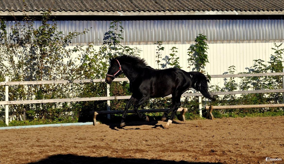 Oldenborg Another One 2 [Dundee<3] - Fart på!<3
 billede 10