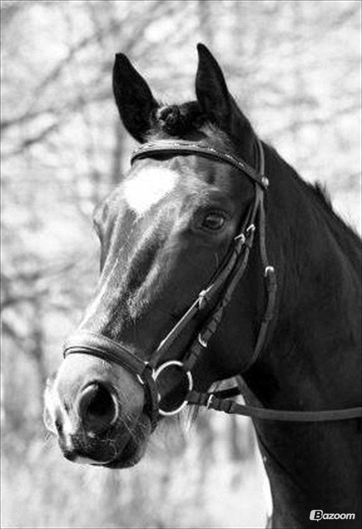 Oldenborg Another One 2 [Dundee<3] - Flotte<3 billede 12