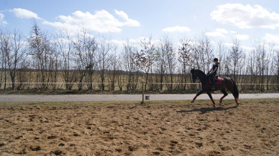 Hollandsk Varmblod cidora billede 7