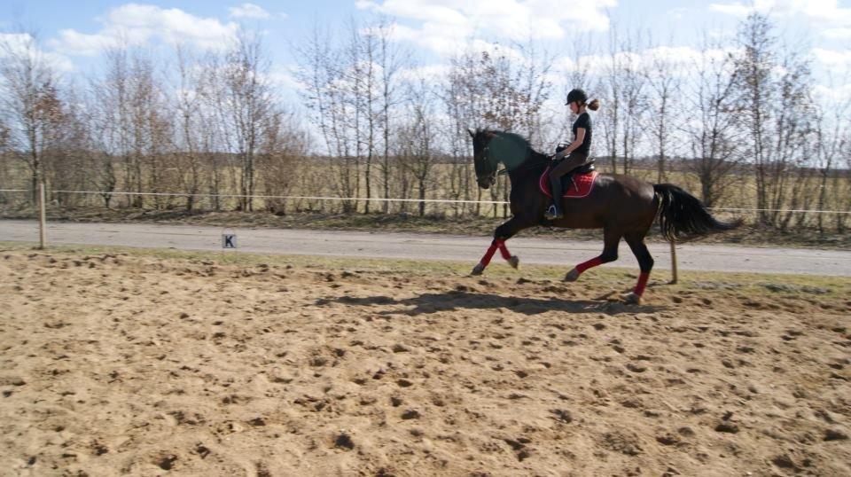 Hollandsk Varmblod cidora billede 8