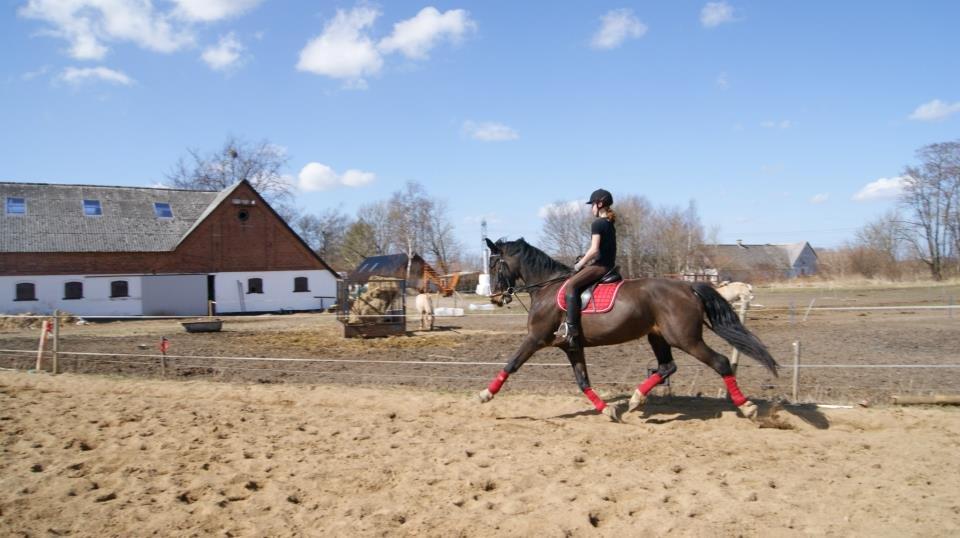 Hollandsk Varmblod cidora billede 9