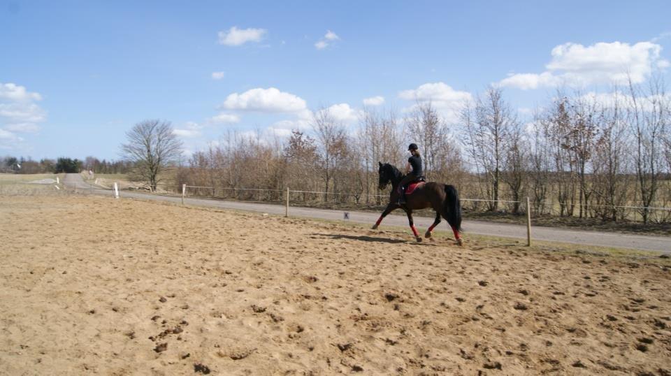 Hollandsk Varmblod cidora billede 10