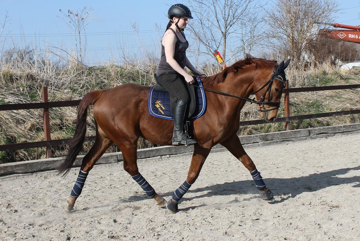 Fuldblod (XX) Golani Magen - 17.04.2013. Første gang på ridebanen.
 billede 6