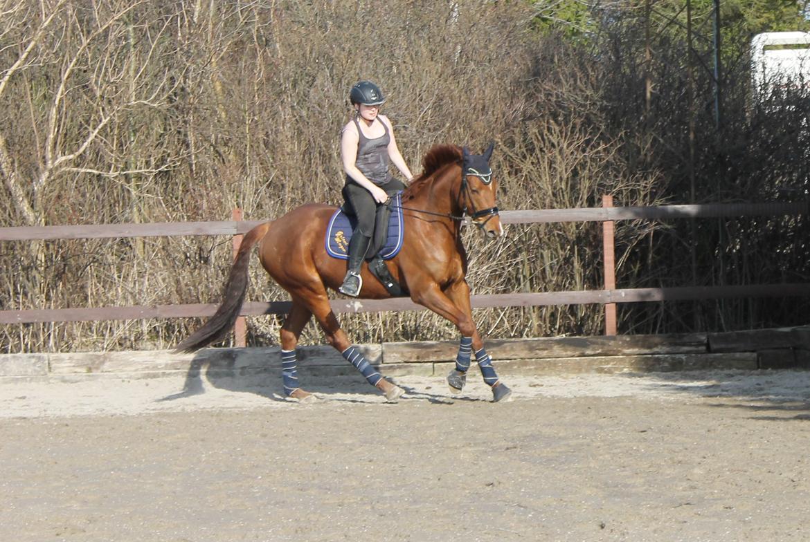 Fuldblod (XX) Golani Magen - 17.04.2013. Første gang på ridebanen. billede 18