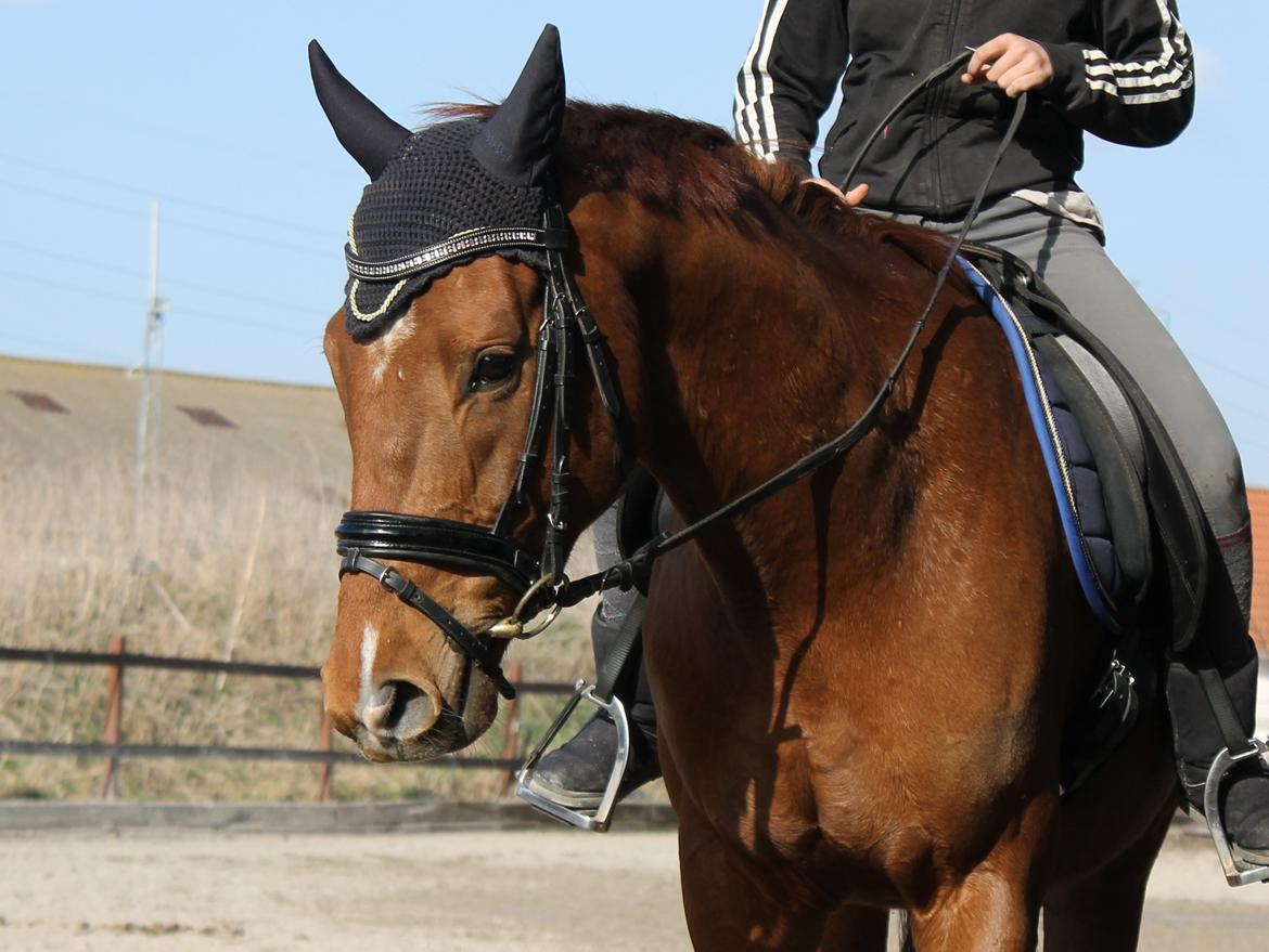 Fuldblod (XX) Golani Magen - 17.04.2013. Første gang på ridebanen. billede 22