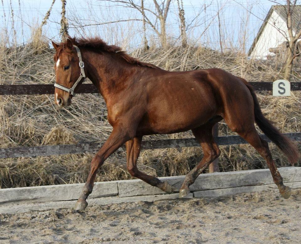 Fuldblod (XX) Golani Magen - Løs på ridebanen. 2013 billede 26