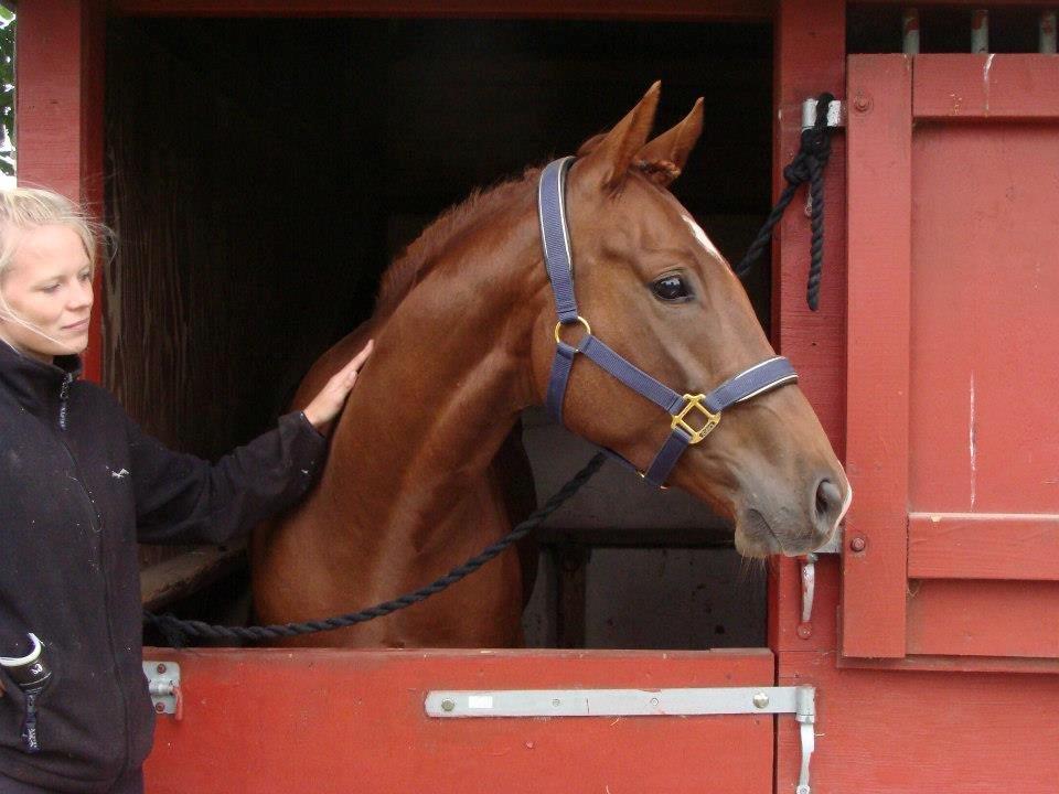 Fuldblod (XX) Golani Magen - Store Hestedag 2012. billede 27