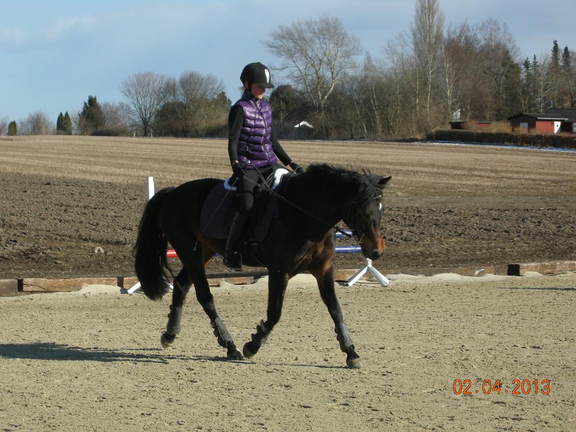 New Forest Hamborgs Fuchsia billede 10