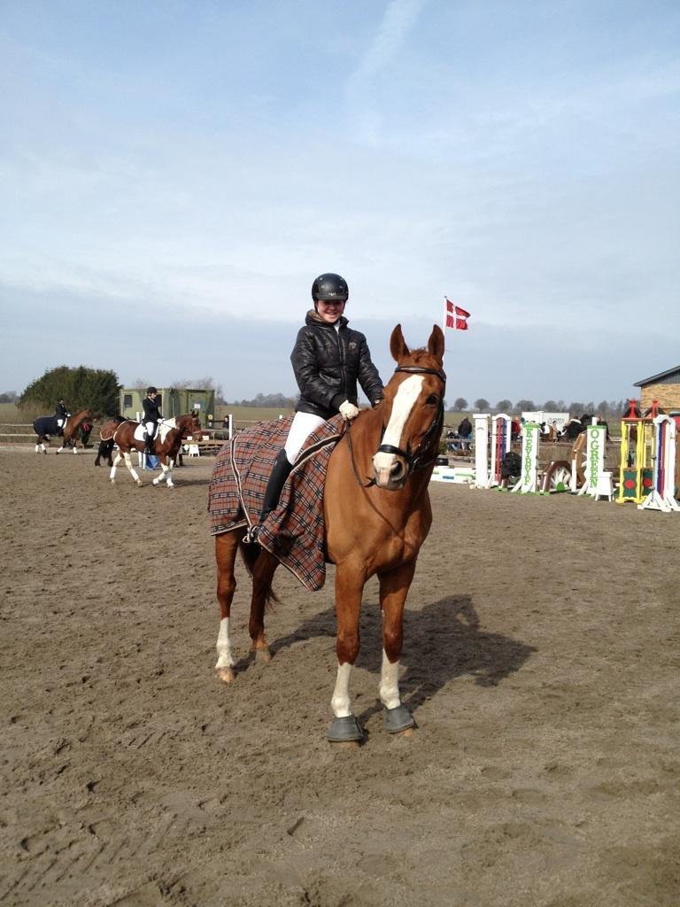 Dansk Varmblod Elbækgaards Roska <3 billede 10