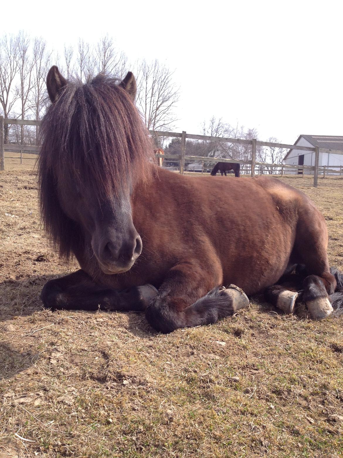Islænder Hrafntinna fra Langtved - Haffelaffen <3 billede 11