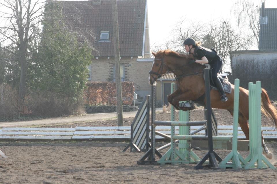 Frederiksborg Chica - GADETØSEN! <3 - Årets første springtræning uden for, april 2013. 
Et meget frisk mus hopper trippelbar billede 11